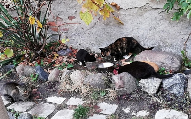 Zbiórka Wsparcie bezdomnych łapek - zdjęcie główne