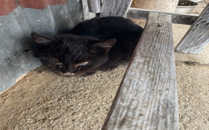 Zbiórka Mały chory kotek - zdjęcie główne