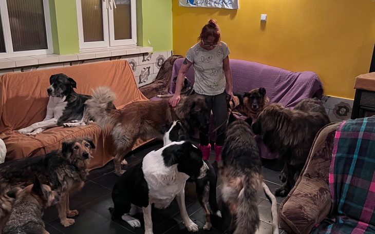 Kobieta wśród wielu psów w przytulnym wnętrzu.