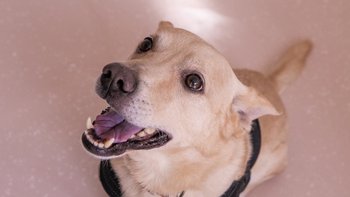 Zbiórka Nowe życie Lakiego - miniaturka zdjęcia