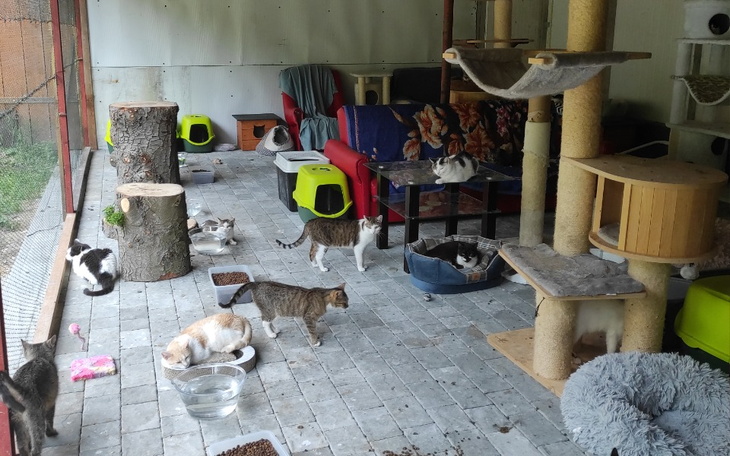 Zbiórka Zimowe schronienie dla 70 kotów. - zdjęcie główne