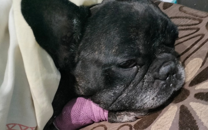 Zbiórka Leczenie naszej suni Kory - zdjęcie główne