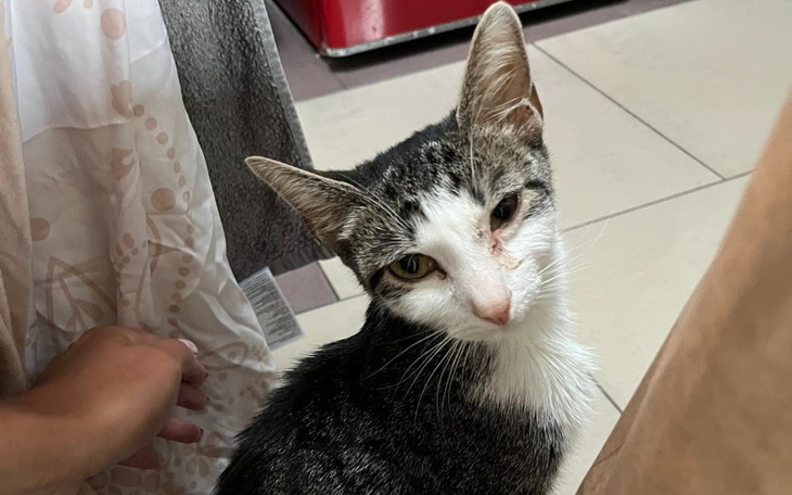 Zbiórka Na ratunek Torce - zdjęcie główne