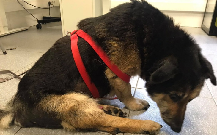 Zbiórka Dla Kacpra z działek - zdjęcie główne