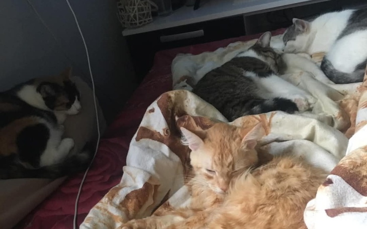 Zbiórka Na przeżycie do lutego.. - zdjęcie główne