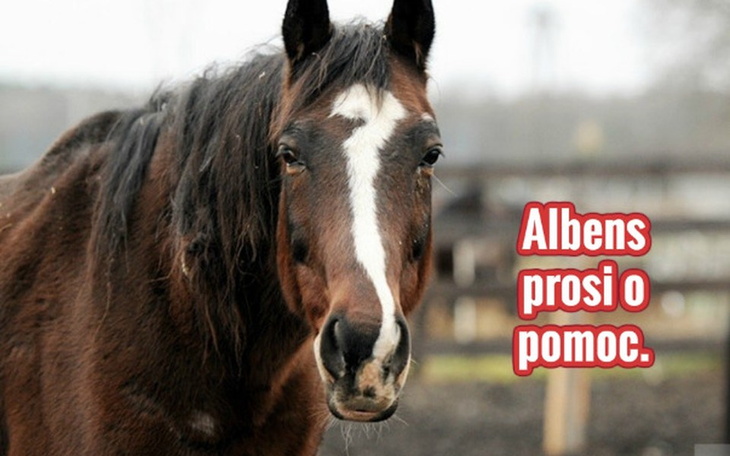 Zbiórka Albens prosi o pomoc. - zdjęcie główne