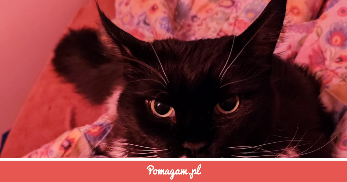 Pomuz Zrzutka na Pomóż Uratować Sofii - Krzysztof Jaskolski | Pomagam.pl
