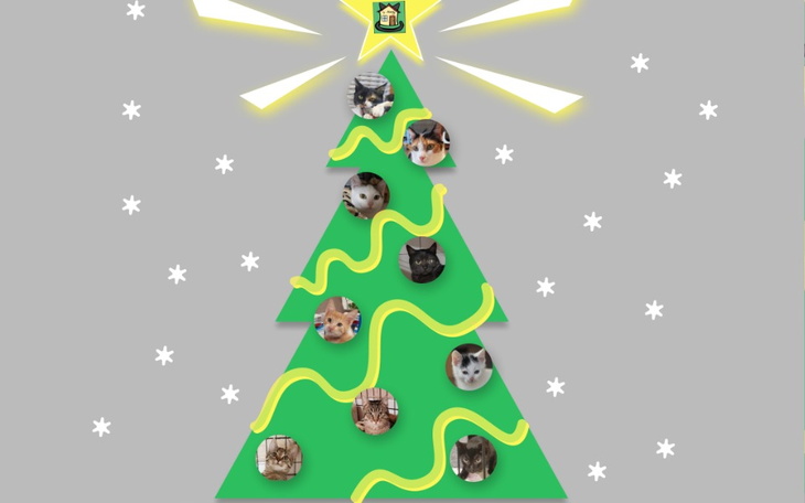 Zbiórka Świąteczna paczka dla kociaczków - zdjęcie główne