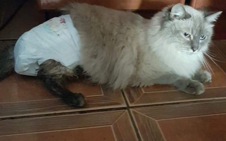 Zbiórka Leczenie Felicjana - zdjęcie główne