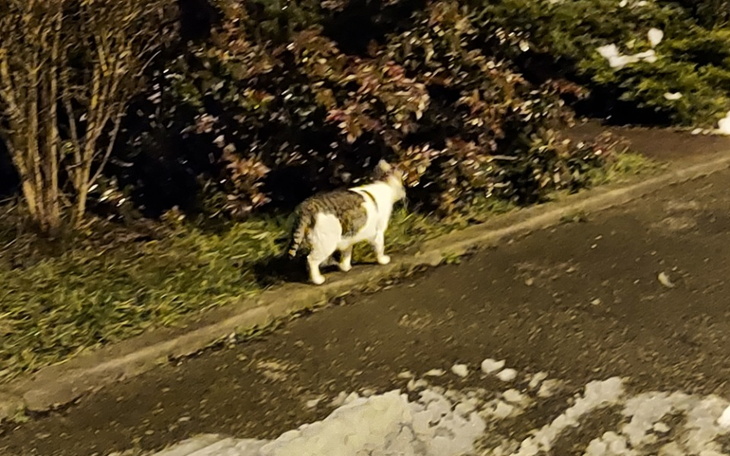 Zbiórka Dla tymczasów po kastracji. - zdjęcie główne