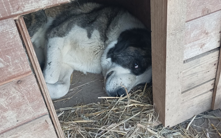 Zbiórka Pomoc dla Balbinki - zdjęcie główne