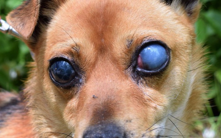 Zbiórka Pomóż mi żyć bez bólu - zdjęcie główne