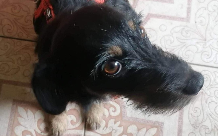 Zbiórka Pęknięta miednica - Bienka - zdjęcie główne