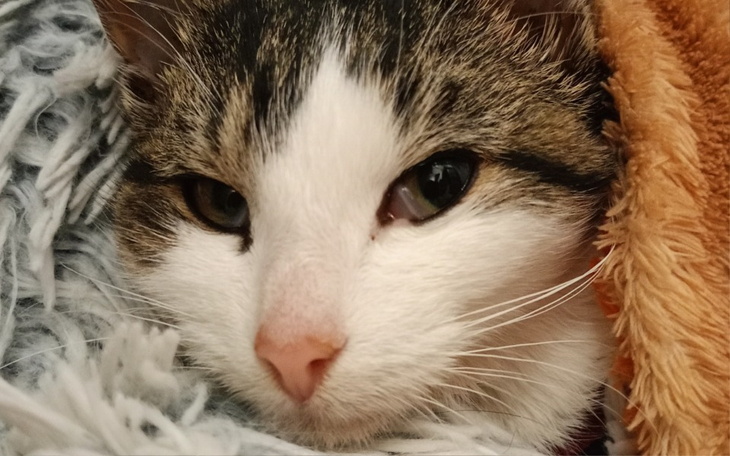 Zbliżenie na kota z wyrazem spokoju.