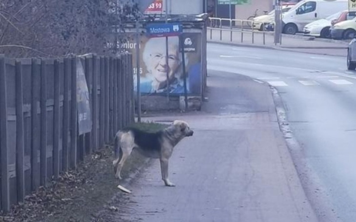 Zbiórka Pomagam zwierzakom biedym - zdjęcie główne