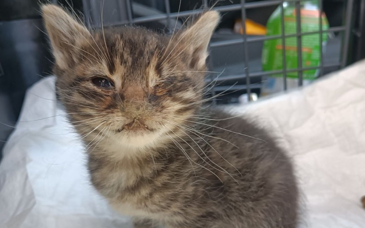 Zbiórka Ratujemy maluszka - zdjęcie główne