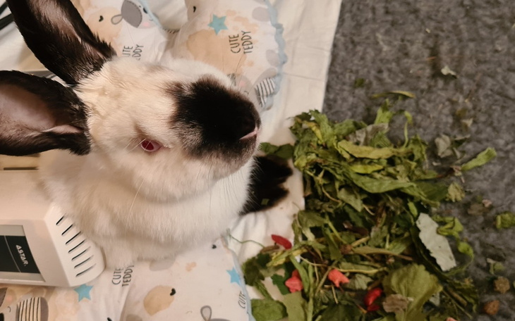 Królik siedzący obok świeżych warzyw.