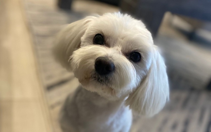 Zbiórka Na leczenie Pando - zdjęcie główne