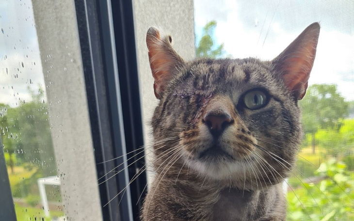 Zbiórka Dość cierpienia kota Gapcio - zdjęcie główne