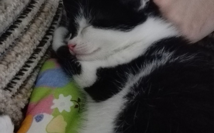 Zbiórka Zbieram na sterylizację kotki - zdjęcie główne