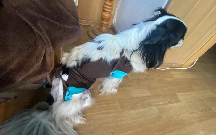 Zbiórka Zbiórka na weterynarza dla Supry - zdjęcie główne