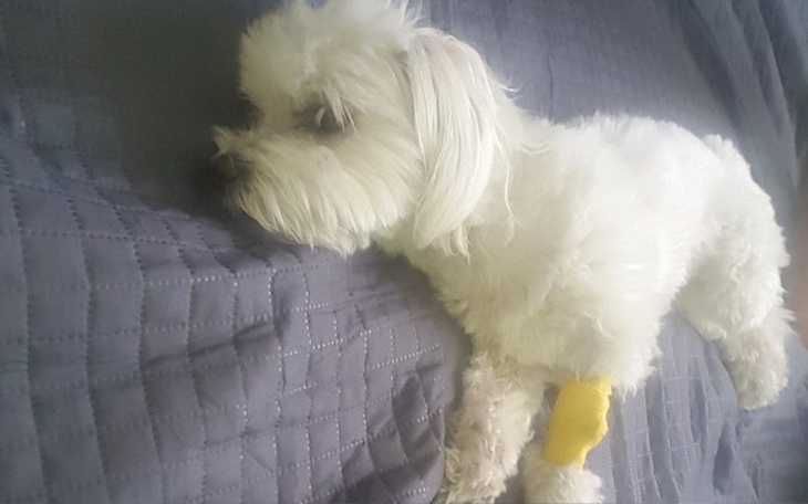 Zbiórka Pomóżmy Bezie żyć - zdjęcie główne