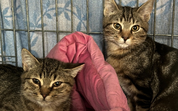 Zbiórka Serialowe kociaki - zdjęcie główne