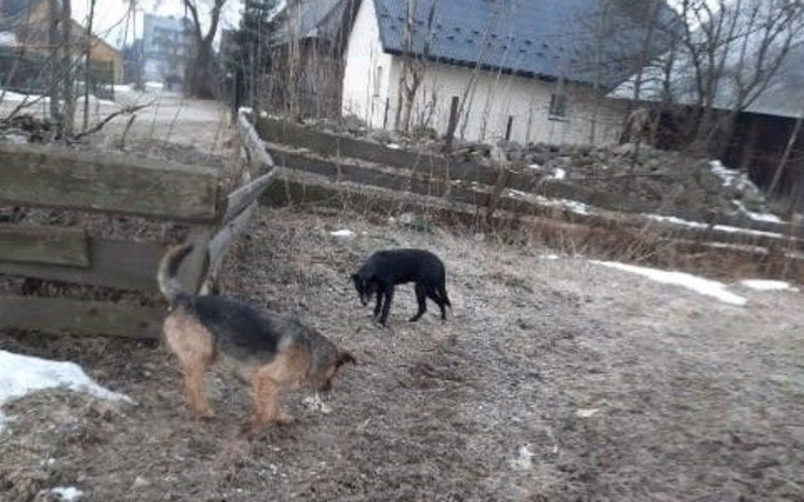 Zbiórka Dla Jagody i Jantara z Podhala - zdjęcie główne