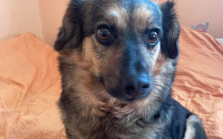 Zbiórka Dla sparaliżowanej Minorki - zdjęcie główne