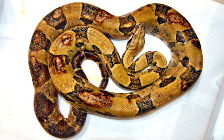 Zbiórka Zjedzony żywcem Ratujemy BARFa - zdjęcie główne