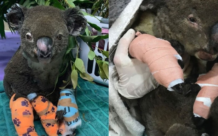 Zbiórka Na pomoc zwierzętom w Australii - zdjęcie główne