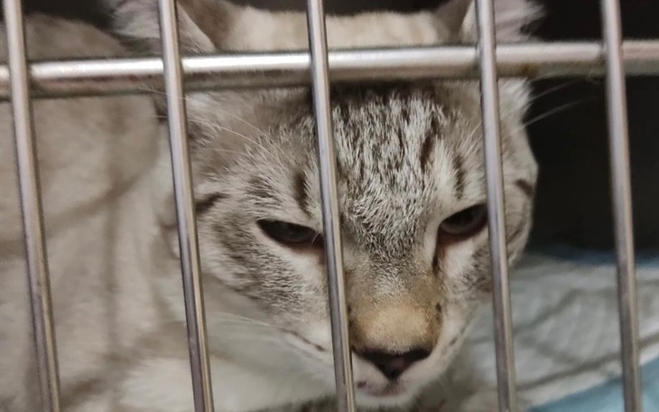 Zbiórka Na operacje dla kota Kisia - zdjęcie główne