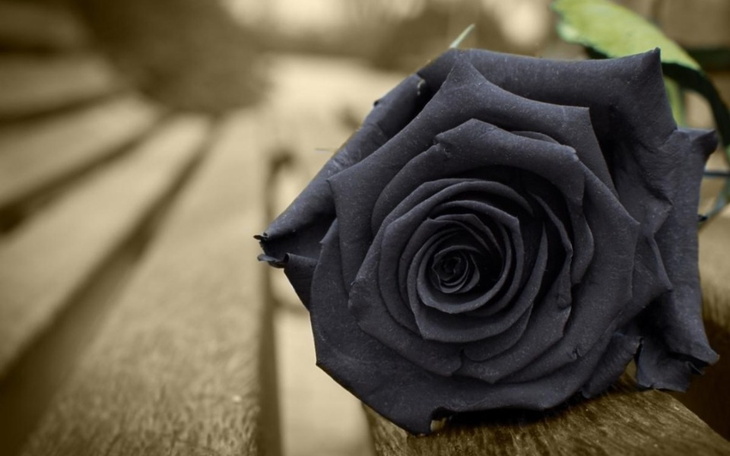 Zbiórka Pomnik dla bratowej - zdjęcie główne