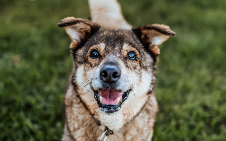 Szczęśliwy pies z uśmiechem, biegający po trawie.