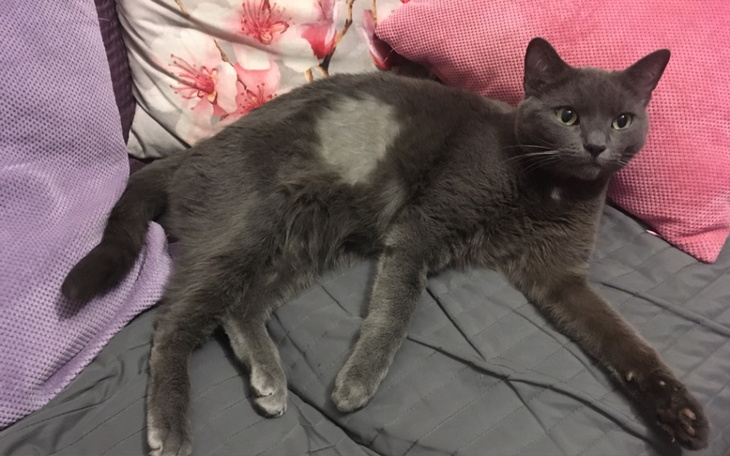 Zbiórka Uratujmy Brysia - zdjęcie główne