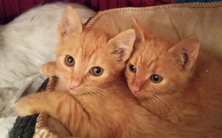 Dwa urocze pomarańczowe kociaki leżące razem w koszyku.