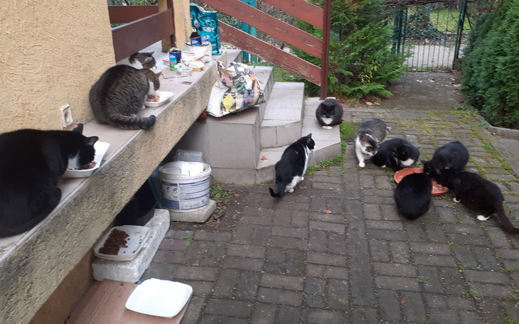 Zbiórka Puszka dla głodnego sierściuszka - zdjęcie główne