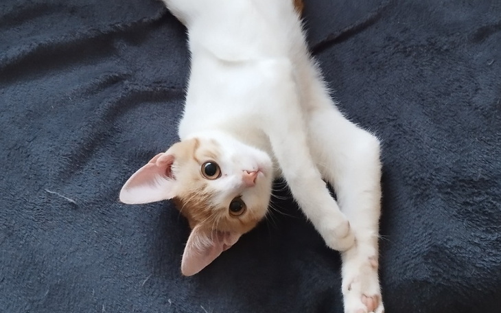 Kot leży na miękkim kocu, wygodnie się rozciągając.