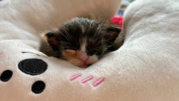 Zbiórka Pomóżmy Basi w obliczu wyzwania! - miniaturka zdjęcia