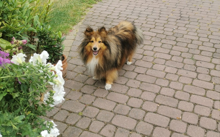 Zbiórka Radioterapia dla Cheebusi - zdjęcie główne