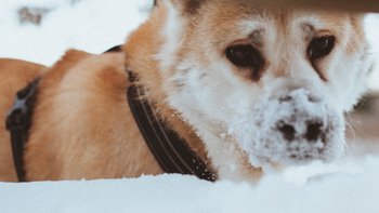 Zbiórka Wygrajmy z rakiem kości - miniaturka zdjęcia
