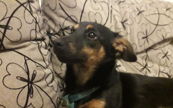 Zbiórka Jedzonko na Miesiąc dla Luny - zdjęcie główne