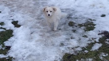 Zbiórka Malutki Jogurcik zamarzał - miniaturka zdjęcia