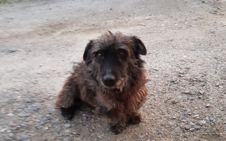 Zbiórka Ratujemy psa przy drodze - zdjęcie główne