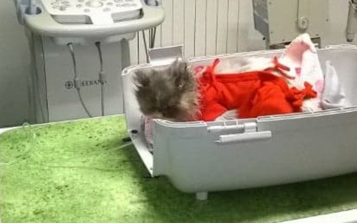 Zbiórka Fila znów potrzebuje pomocy :( - zdjęcie główne