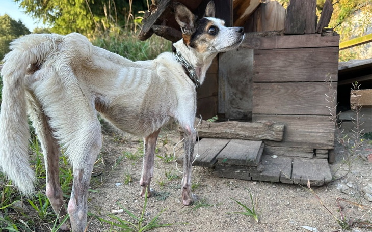 Wychudzony pies przy budzie, potrzebuje wsparcia.