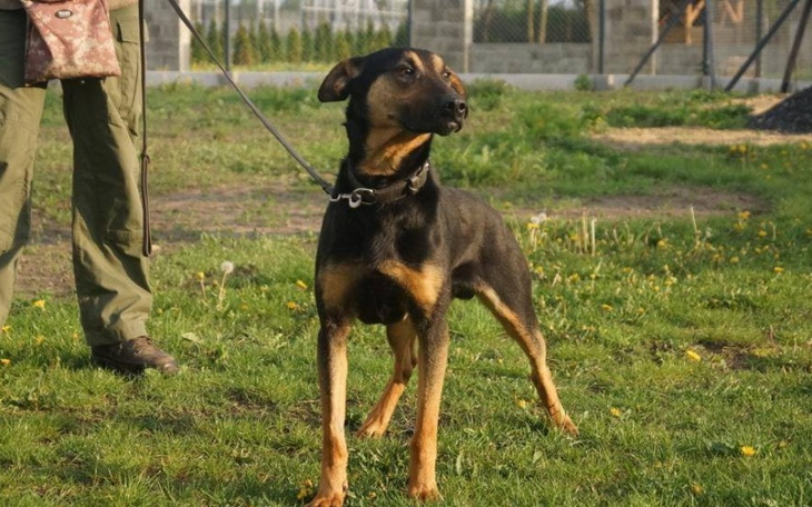 Pies na smyczy, stojący na trawie w parku.