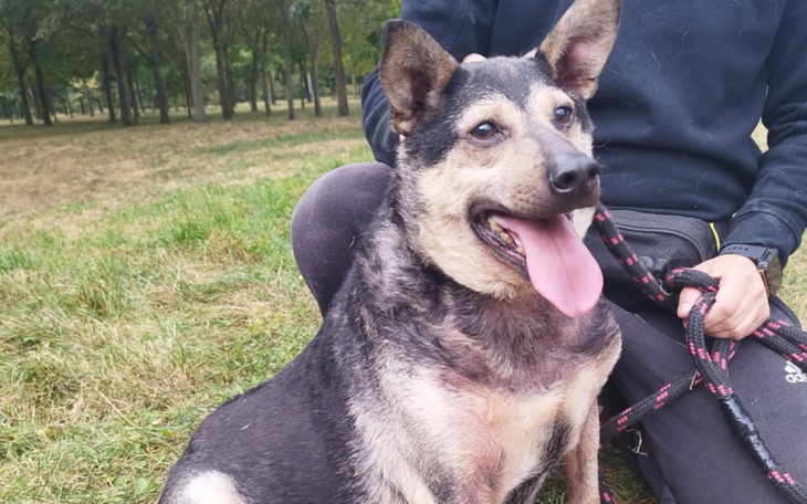 Szczęśliwy pies siedzący na trawie, z językiem na wierzchu.