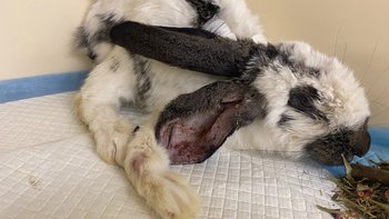 Zbiórka Króliczka Betti walczy o życie - miniaturka zdjęcia