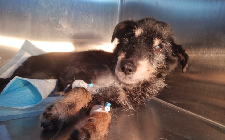 Zbiórka Staruszek Zdzisiu - zdjęcie główne